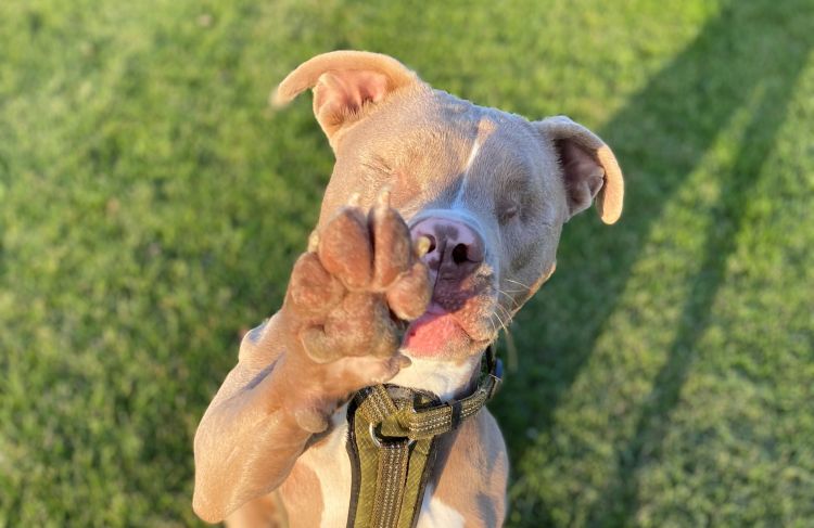 Blind dog with raised paw