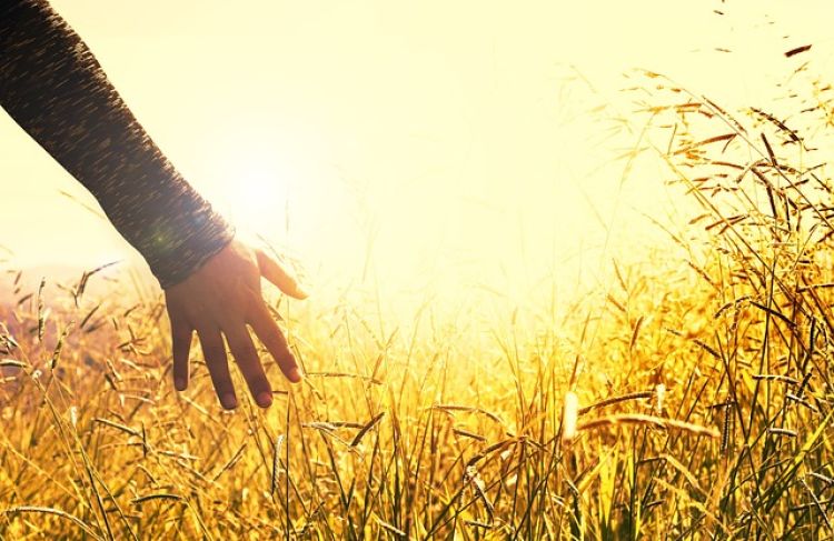 arm feeling the tall grass in a field