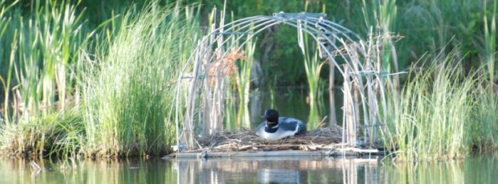 loon sitting on nest built on welded frame