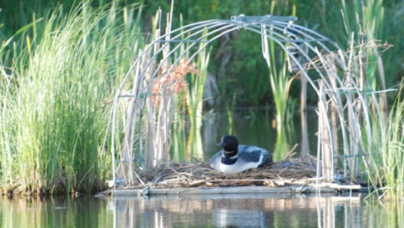 loon sitting on nest built on welded frame